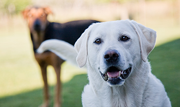 Pet and Ranch